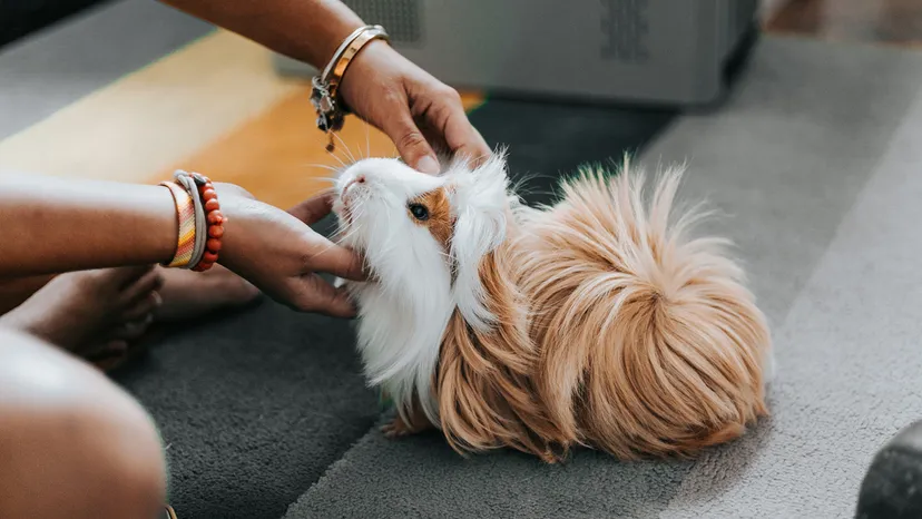 Las ventajas asociadas a tener una mascota en casa